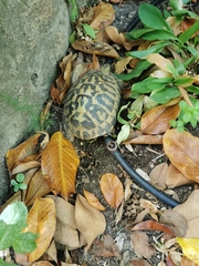 Testudo hermanni hermanni