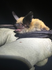 Myotis thysanodes