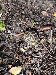 Testudo hermanni hermanni