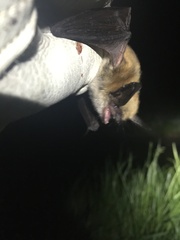 Myotis thysanodes