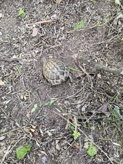 Testudo hermanni hermanni