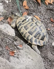 Testudo hermanni hermanni