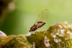Triozidae