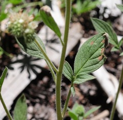 Phacelia mutabilis