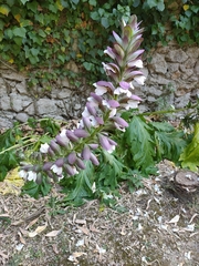 Acanthus mollis
