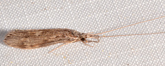 Oecetis cinerascens
