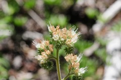 Phacelia mutabilis