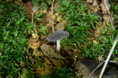 Helvella ephippium
