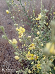 Verbascum sinuatum