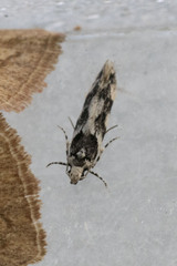 Parachronistis albiceps