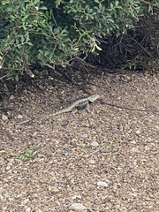 Sceloporus