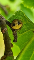 Araneus triguttatus