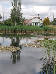 Nymphaea × marliacea