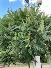 Ailanthus altissima