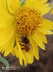 Apis mellifera