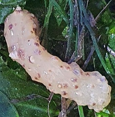 Veretillidae