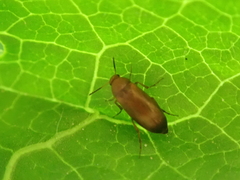 Anaspis flava
