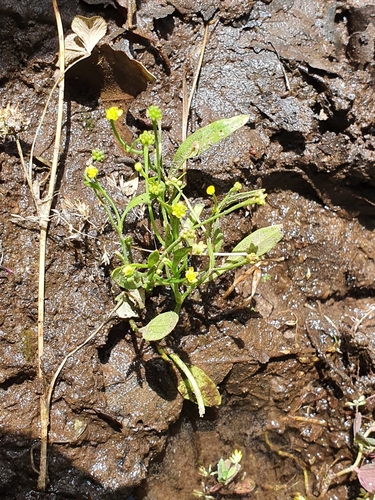 Ranunculus ophioglossifolius image