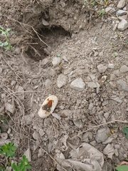 Chrysemys picta marginata