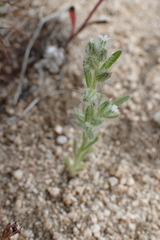 Cryptantha affinis