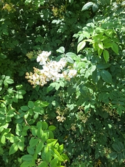 Rosa multiflora