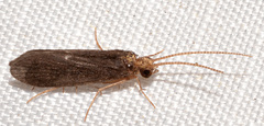 Nyctiophylax