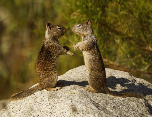 California Ground Squirrel (Otospermophilus beecheyi), a species recorded in Nevada