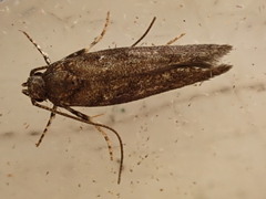Exoteleia dodecella
