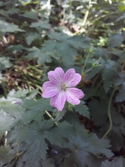 Geranium × oxonianum