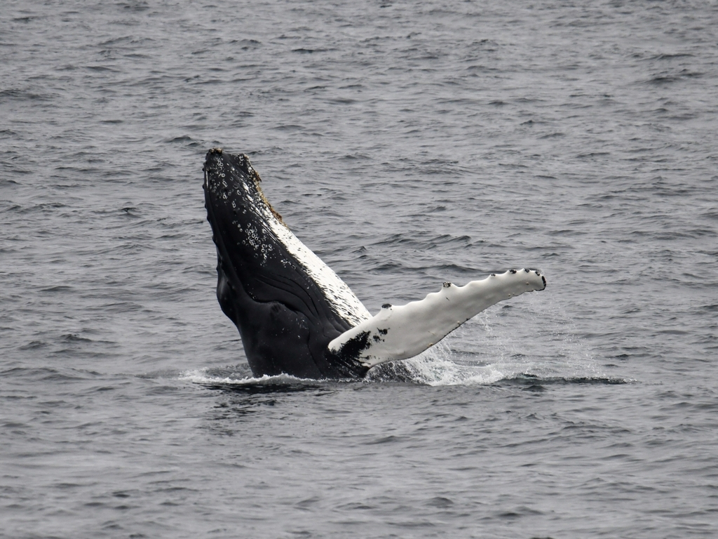 Humpback Whale