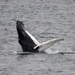 North Atlantic Humpback Whale - Photo (c) Charlotte Kirchner, some rights reserved (CC BY), uploaded by Charlotte Kirchner