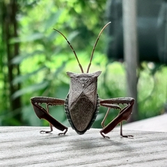 Acanthocephala declivis