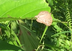 Junonia atlites atlites