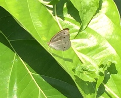 Junonia atlites atlites