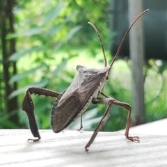 Acanthocephala declivis