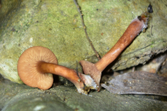 Lactarius hirtipes