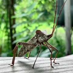 Acanthocephala declivis