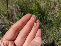 Carex xerantica