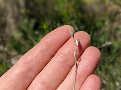 Carex xerantica