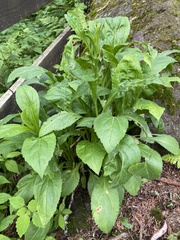 Solidago glomerata