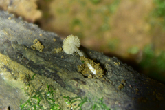 Micropsalliota