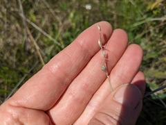 Carex xerantica