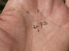 Carex xerantica