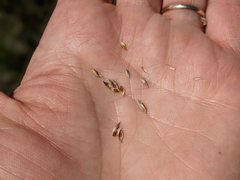 Carex xerantica