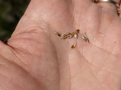 Carex xerantica