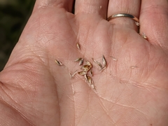 Carex xerantica