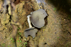 Helvella ephippium