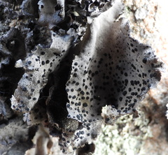 Umbilicaria spodochroa