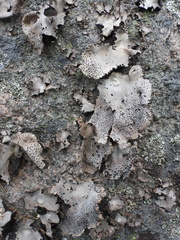 Umbilicaria spodochroa