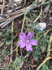 Malva sylvestris